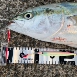 初大蔵海岸!今年初青物!!