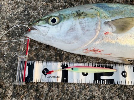 初大蔵海岸!今年初青物!!