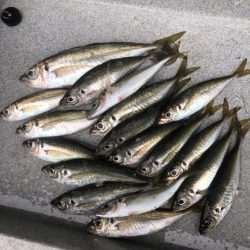 オールナイトアジング