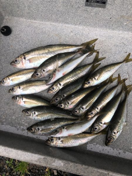 オールナイトアジング