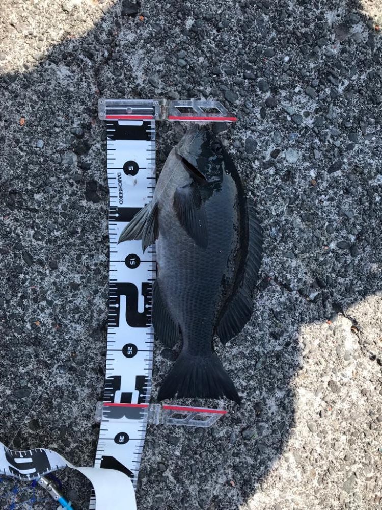 24年ぶりの初島釣行