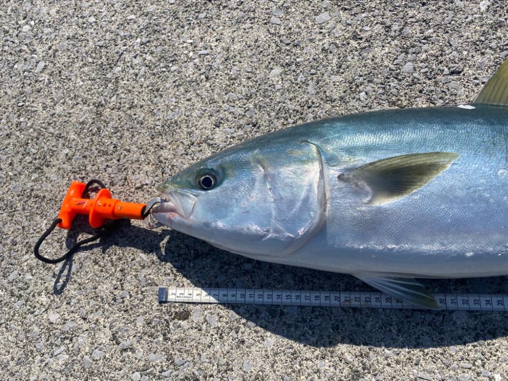 エソ先輩だと思ったら（笑）