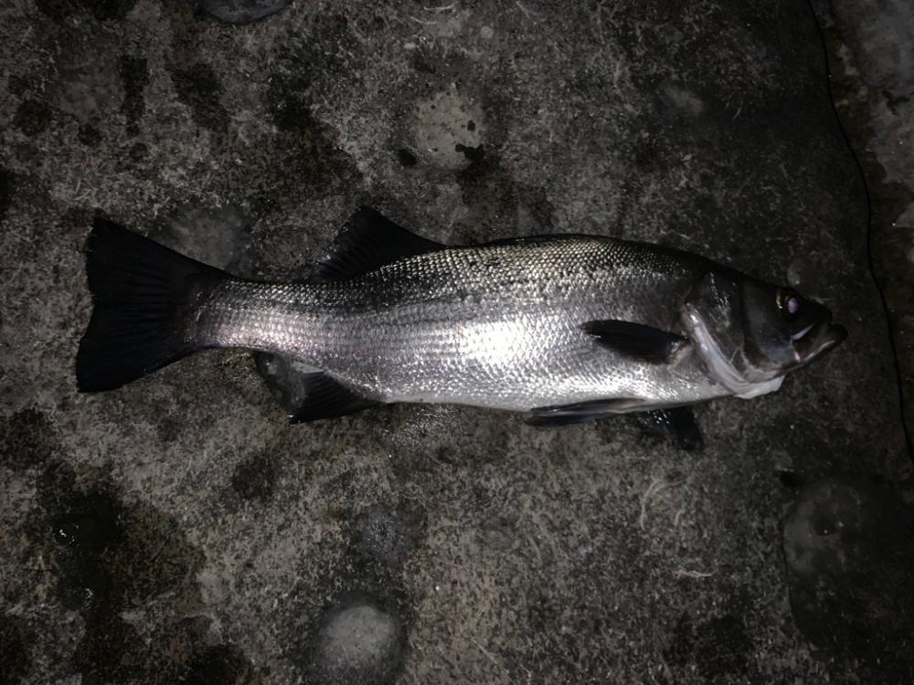 春アオリのはずが⁉️