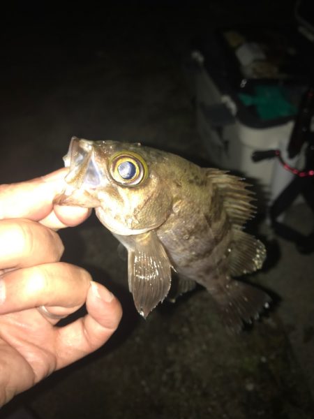 淡路島丸山漁港