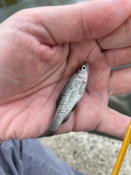 昼からタナゴ釣り