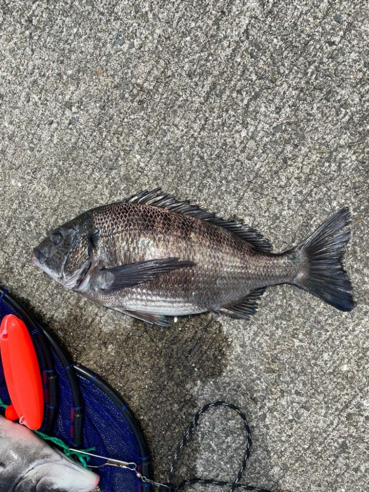 チヌをフカセ釣りで！