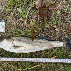 投げ釣りでスズキ狙ってきました！