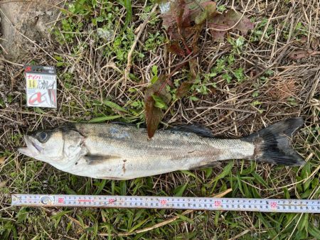 投げ釣りでスズキ狙ってきました！