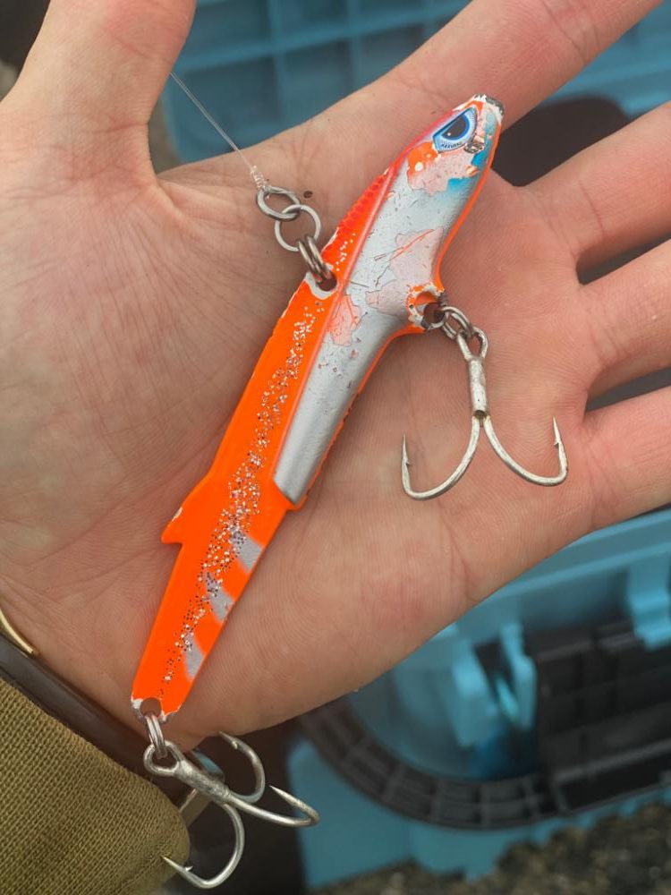 長潮ですが大阪湾青物居ます