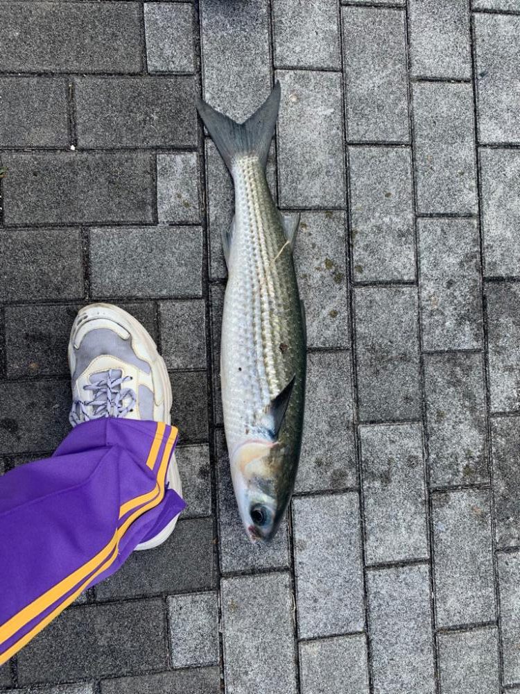 海の嫌われ者…