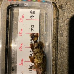 バースデーフィッシュはいつものガシラ