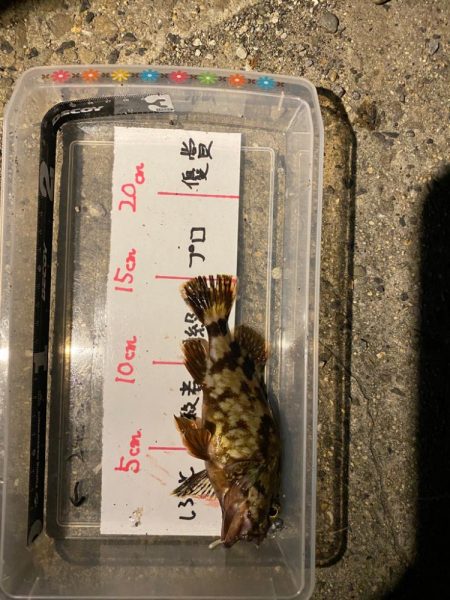 バースデーフィッシュはいつものガシラ