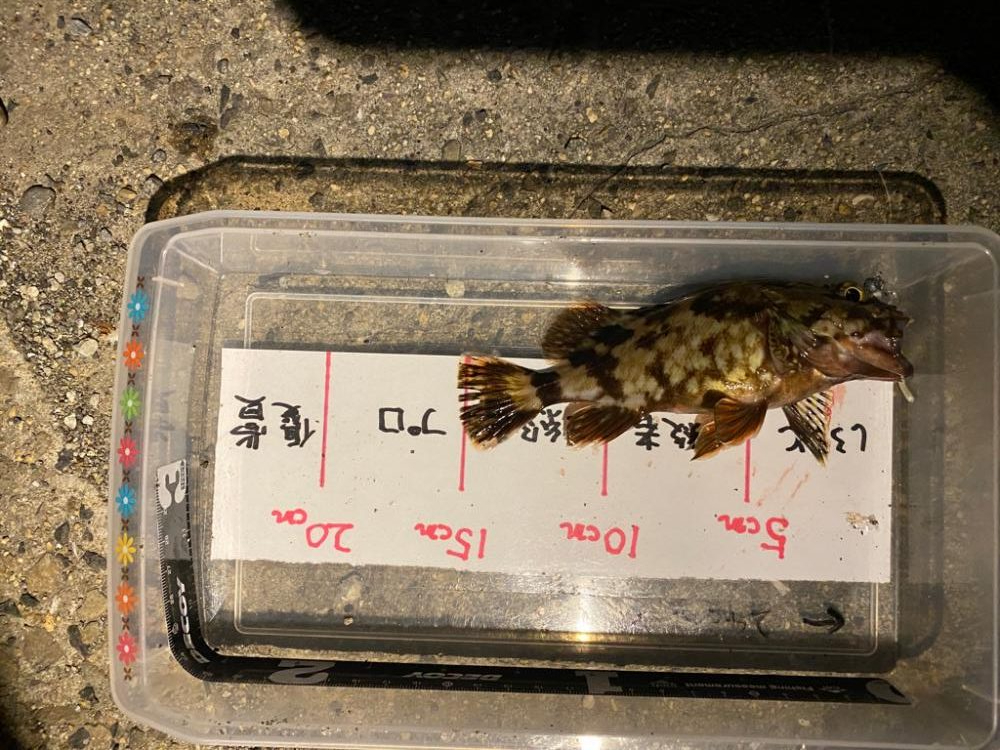 バースデーフィッシュはいつものガシラ