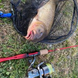 22ステラでカープフィッシュ