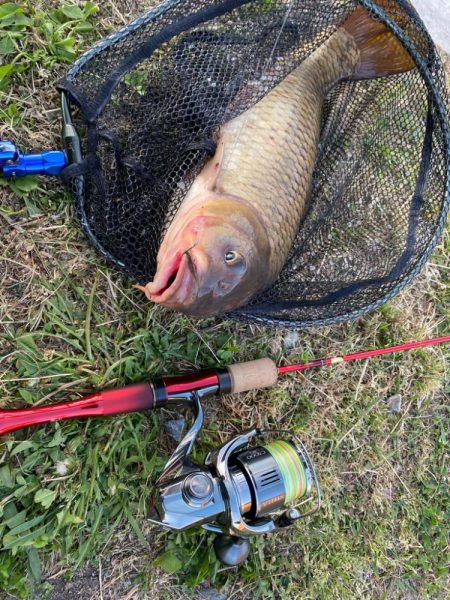 22ステラでカープフィッシュ