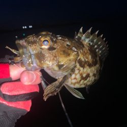 ボトム調査へ〜