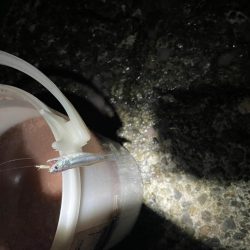 真夜中のサビキ釣り