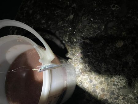真夜中のサビキ釣り