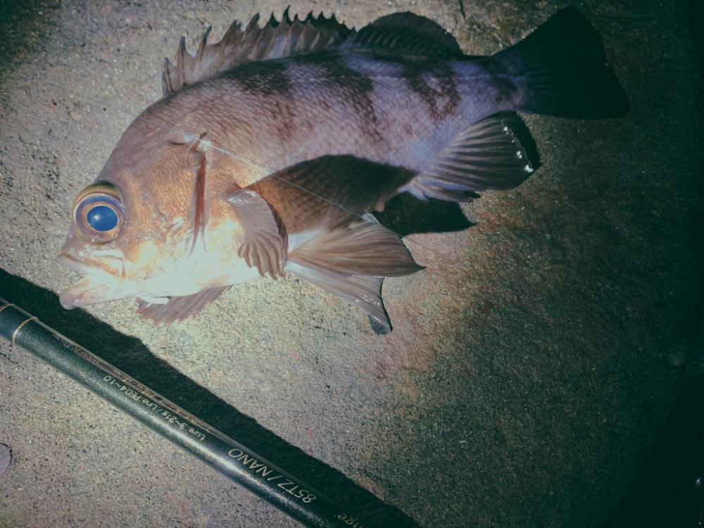 フロートゲーム