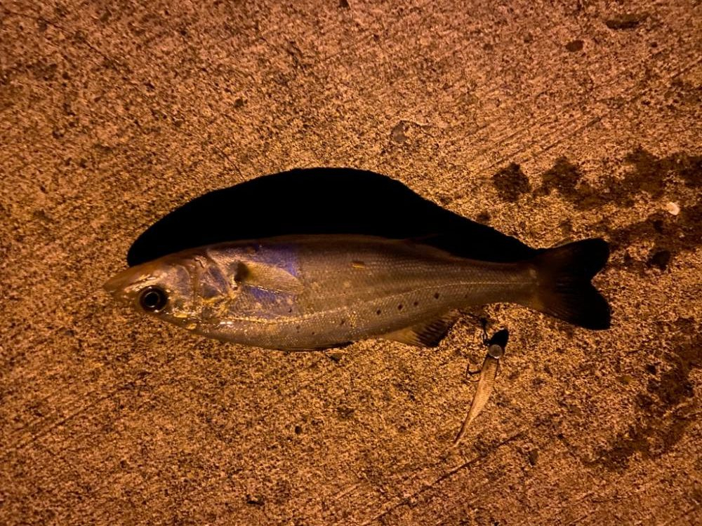 マイクロベイトパターン