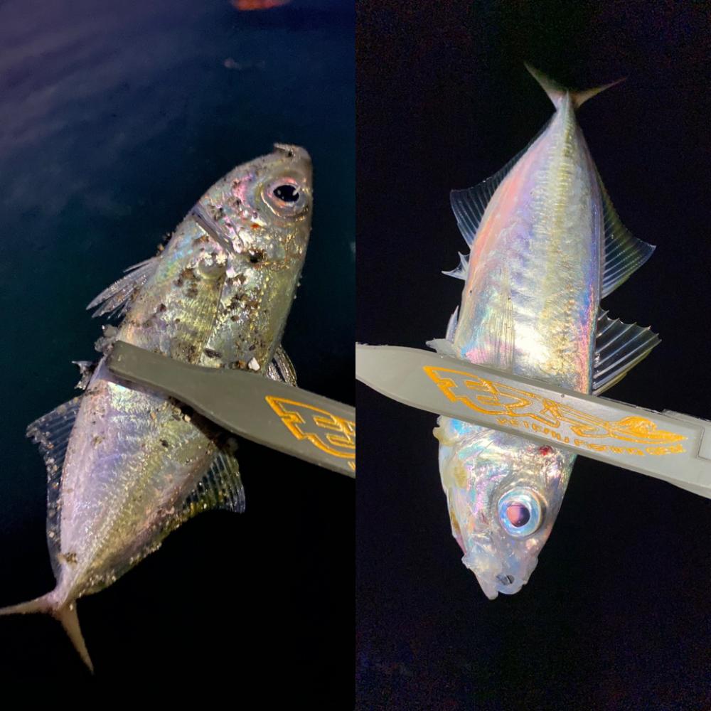 夕まずめチャレンジ