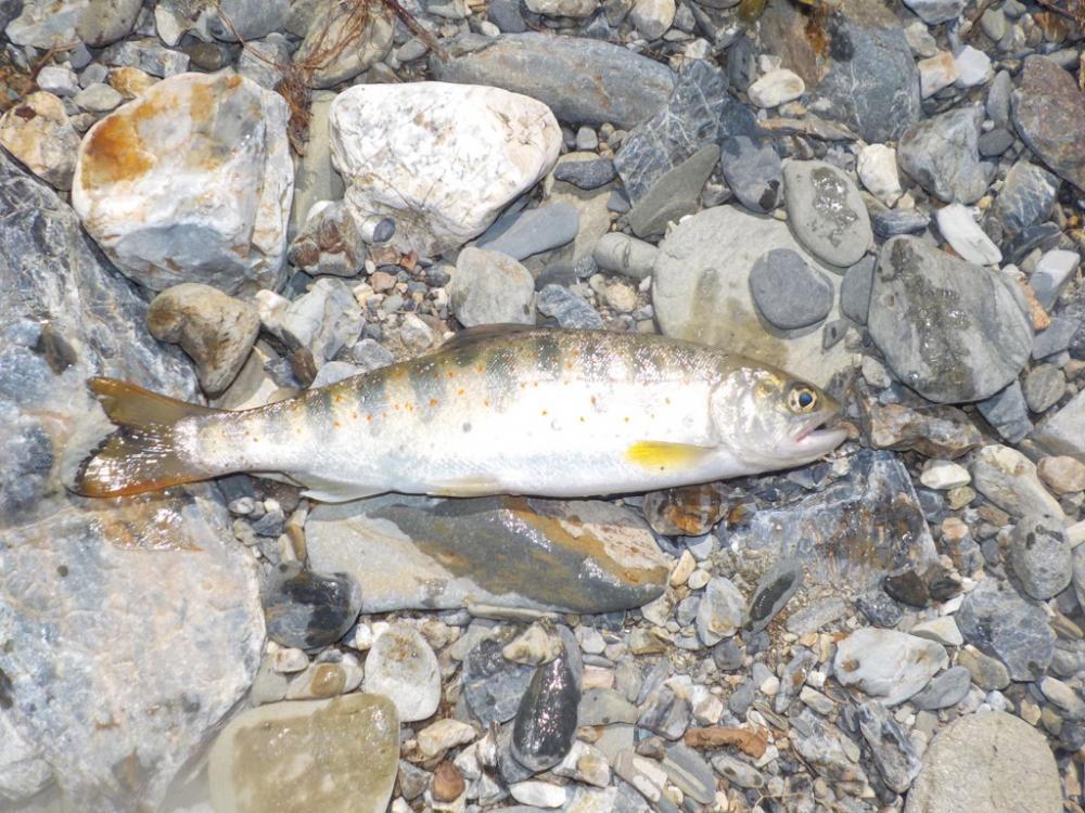 美山リベンジ釣行