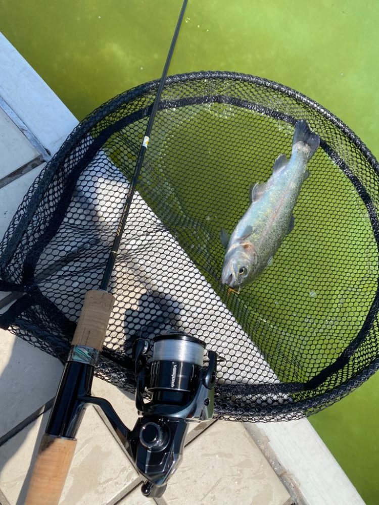 昼からかめプー