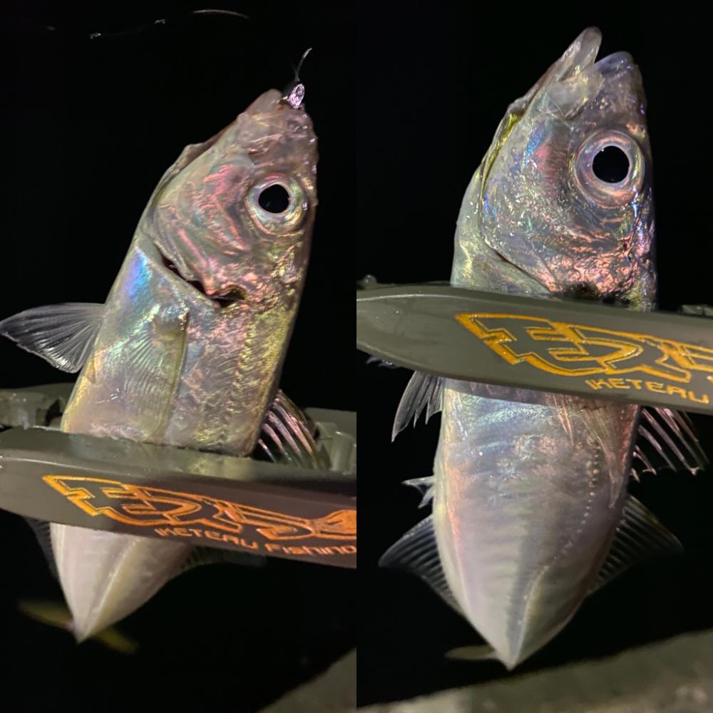 アジング1時間勝負