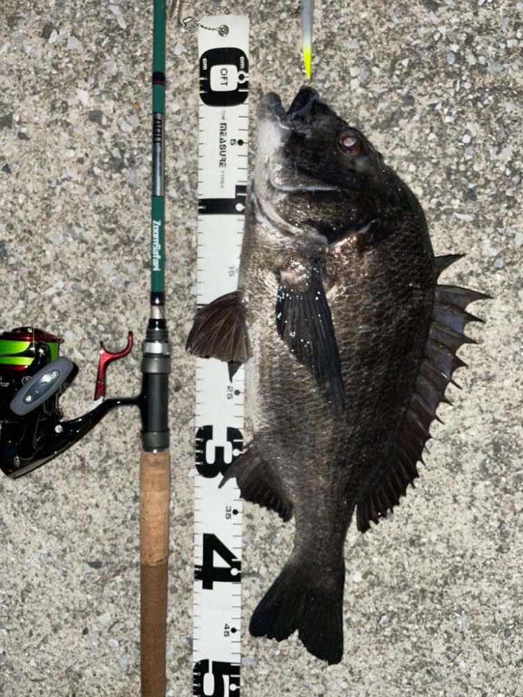 バチ抜けでチヌ3連発