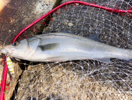 ショアジギングでシーバス!