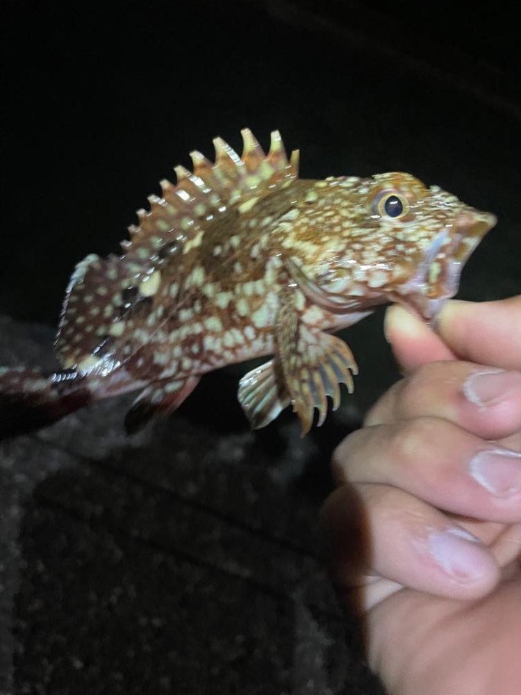 アジングのはずが。。