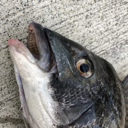 渋いなかエビ撒き