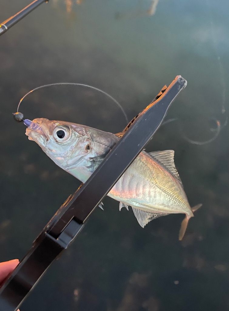 イワシパターン豆アジング