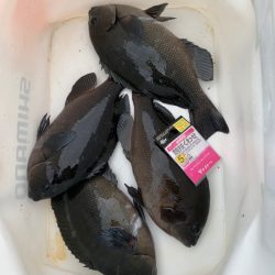 今期初波止グレ