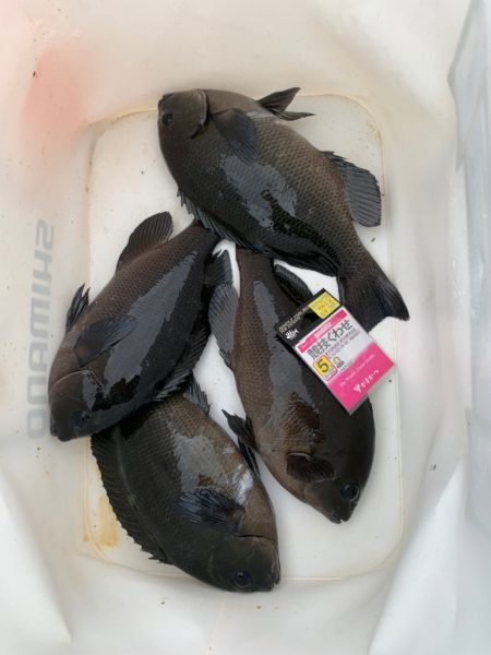 今期初波止グレ