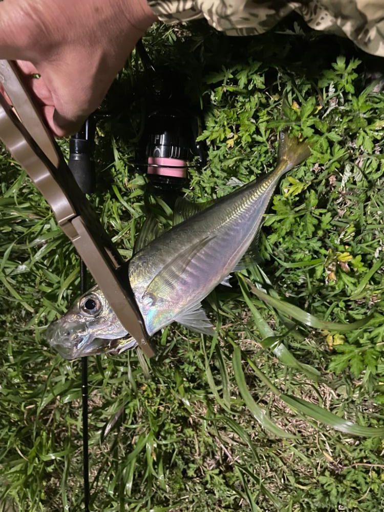 ジグ単deアジング！先週の反撃✌︎(‘ω’)✌︎