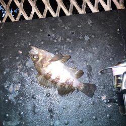 虫ヘッドでメバル