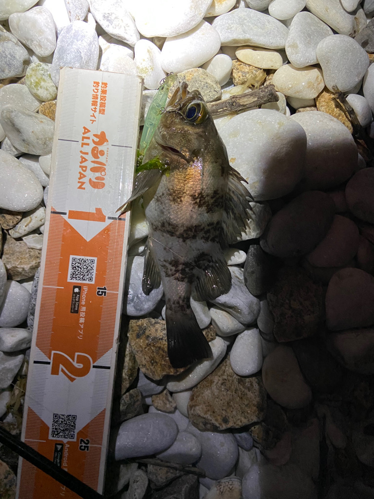 久しぶりのメバリング