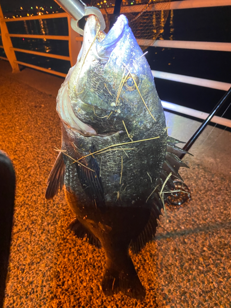 ヘチってきました