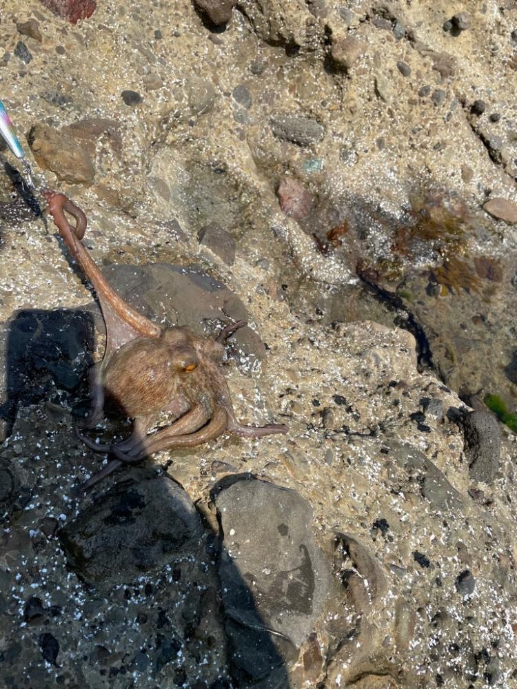 エギングでの嬉しいゲスト (リリース)