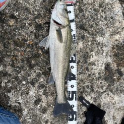 青物狙いのはずなのに…