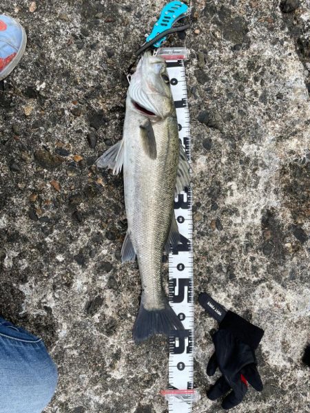 青物狙いのはずなのに…