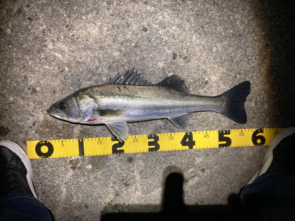 春のシーバスシーズン