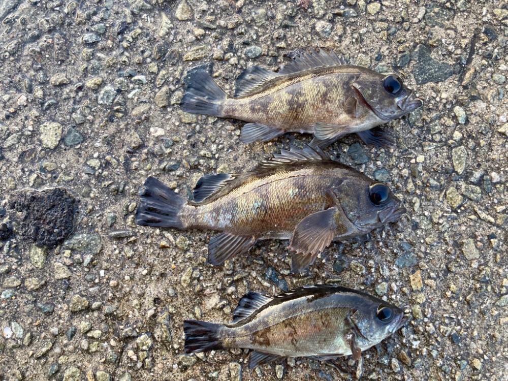 【メバリング】淡路フロートメバリング2