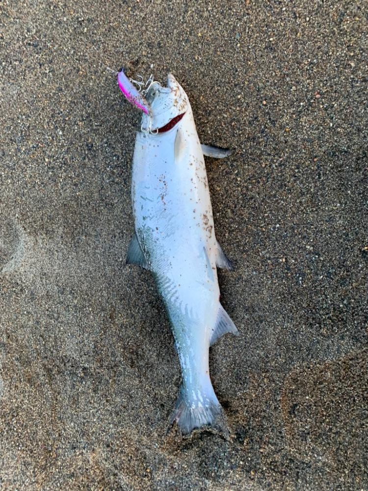 サクラマス タイドランナー21g SeikaiWorks 北海道