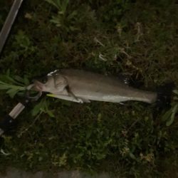 バチ抜けシーバス