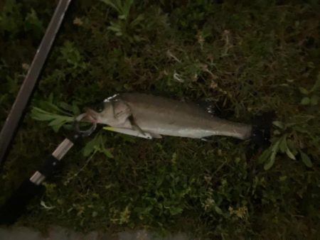 バチ抜けシーバス