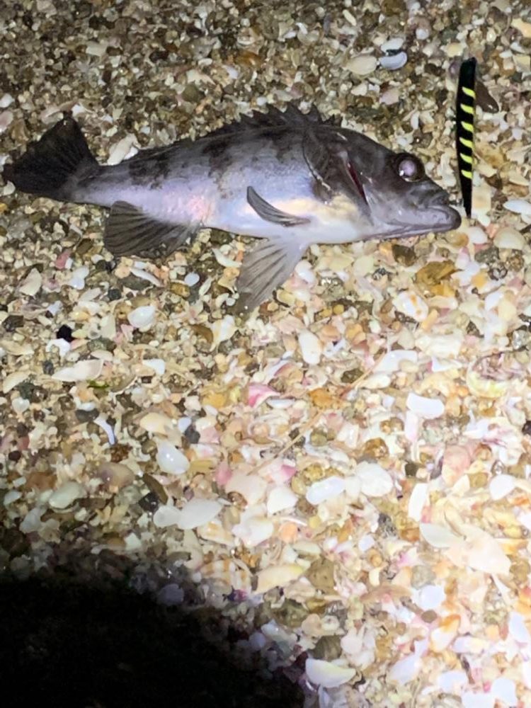 マニックでメバリング