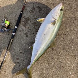 ブリ？メジロ？