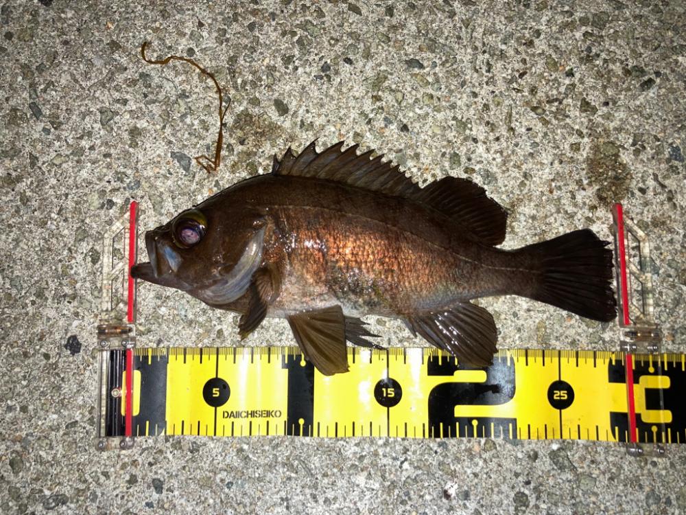 【メバリング】フロートメバリング